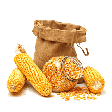 Grains & Swallows