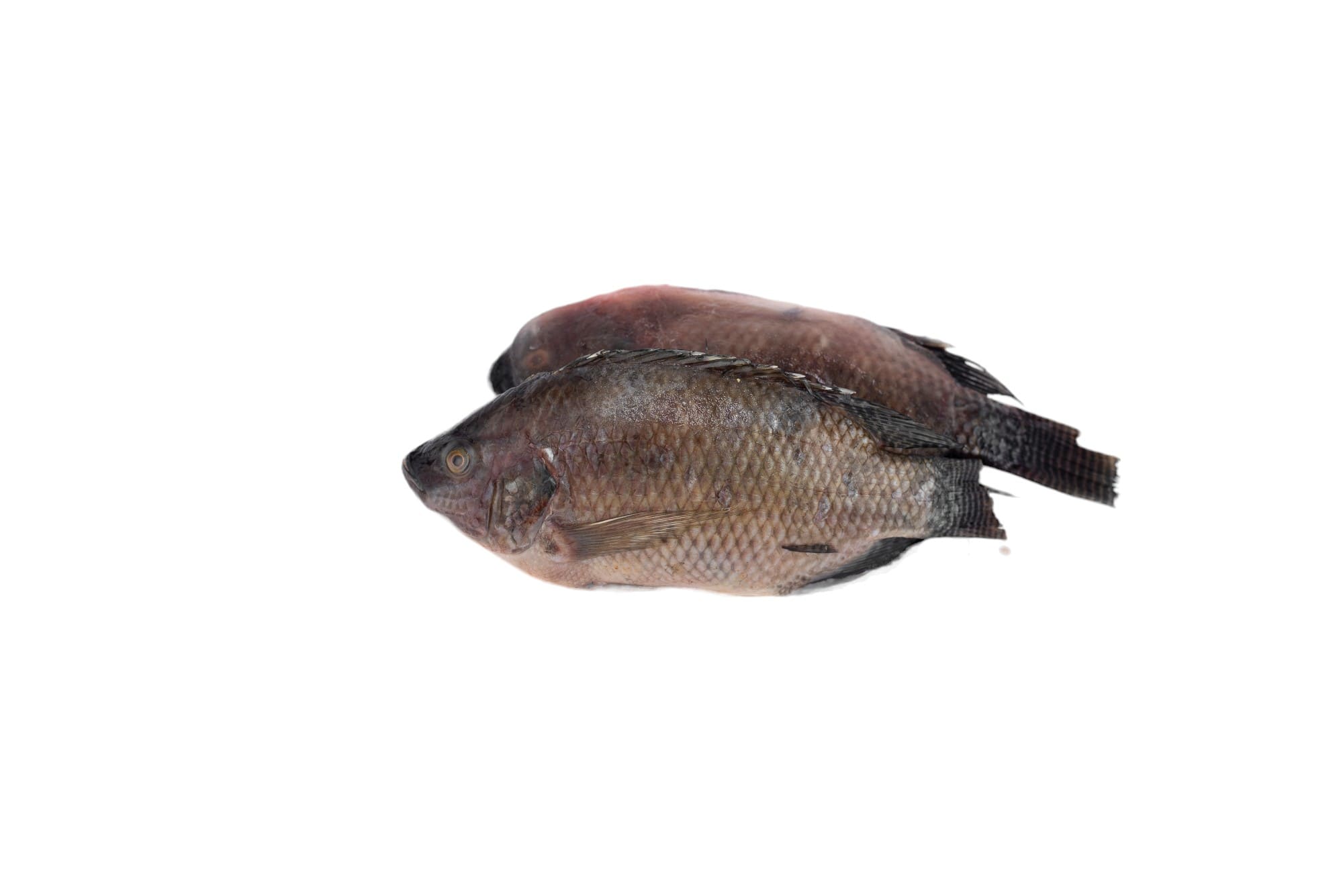 Fish - Foreign Tilapia