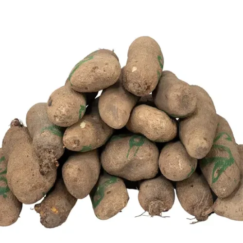 Yam - New Jalingo (Big)